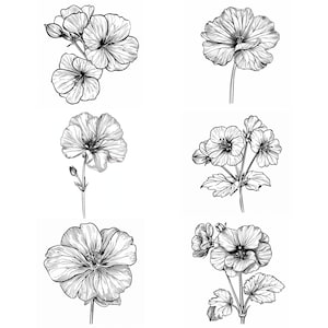 Puede incluir: Un conjunto de doce dibujos en blanco y negro de flores de geranio. Las flores están dibujadas en un estilo realista y presentan detalles delicados.