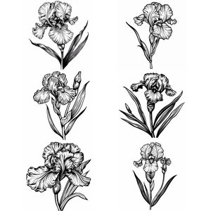 May include: Twelve black and white line drawings of iris flowers. Each flower is depicted in a different pose, with some showing the full bloom and others showing the bud.