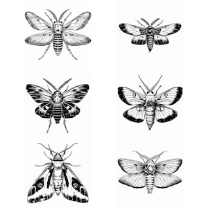 Moth SVG Bundle: 108 Insect Designs (Digital Download)