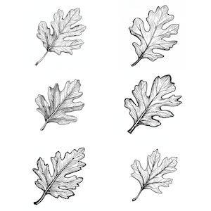 Oak Leaf SVG Pack 120 Designs. Oak Leaf SVG, Oak Leaf PNG, Laser svg, Oak Leaf, Clip Art, svg, png, jpg