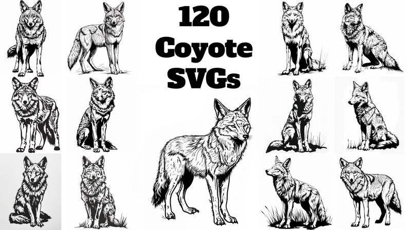 Pu&ograve; includere: Una collezione di 120 immagini vettoriali di coyote in bianco e nero. Le immagini mostrano diverse pose di coyote, tra cui in piedi, seduti e in corsa. Le immagini sono perfette per l'uso in progetti di artigianato, design digitale e altro ancora.