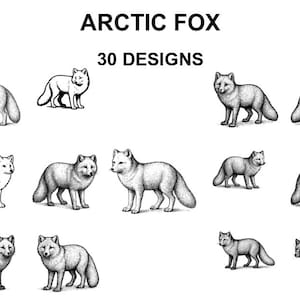 Könnte beinhalten: Schwarz-Weiß-Illustrationen von Polarfuchs-Darstellungen in verschiedenen Posen. Das Bild enthält den Text "ARCTIC FOX" über dem Text "30 DESIGNS". Die Füchse sind in einem detaillierten, realistischen Stil dargestellt.