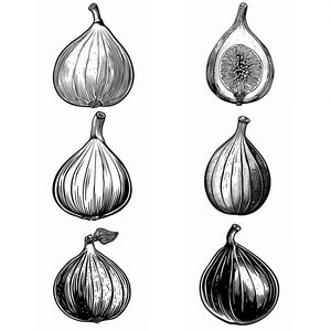 May include: A set of twelve black and white illustrations of figs, some whole and some cut in half. The figs are drawn in a vintage style.
