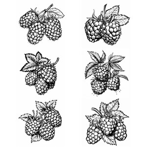 May include: A black and white illustration of a collection of raspberries with leaves. The raspberries are drawn in a detailed, realistic style.