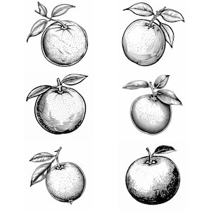 Orange SVG Pack: 136 Fruit Designs (Digital Download)