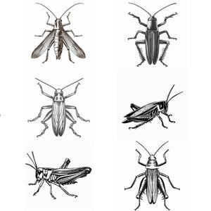 Paquete SVG de saltamontes: 96 diseños de insectos (descarga digital)