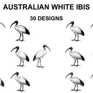 Peut inclure: Illustrations en noir et blanc d'ibis blancs australiens dans différentes poses. Le texte "AUSTRALIAN WHITE IBIS" et "30 DESIGNS" est visible. Les oiseaux ont de longs becs incurvés et des bouts d'ailes noirs.