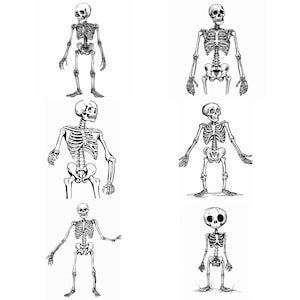 Halloween Skeleton SVG Pack 111 Designs. Skeleton SVG, Skeleton JPG, Skeleton Lasercut, Skeleton Sublimation, Skeleton Lasercut svg