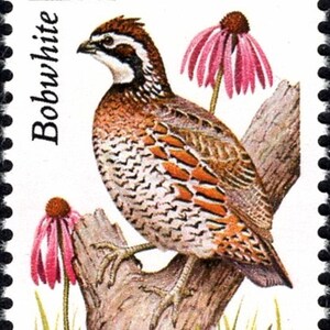 Five 22c Bobwhite Stamp | Unused US Postage Stamps | Pack of 5 Stamps ...