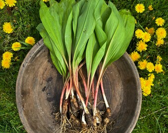 Rampes sauvages fraîches