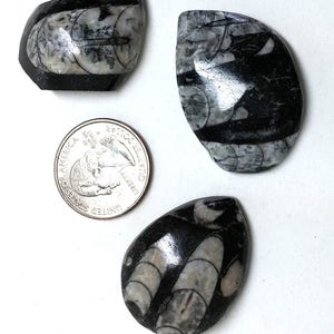 Orthoceras Fossil Cabs Set of 3 image 2