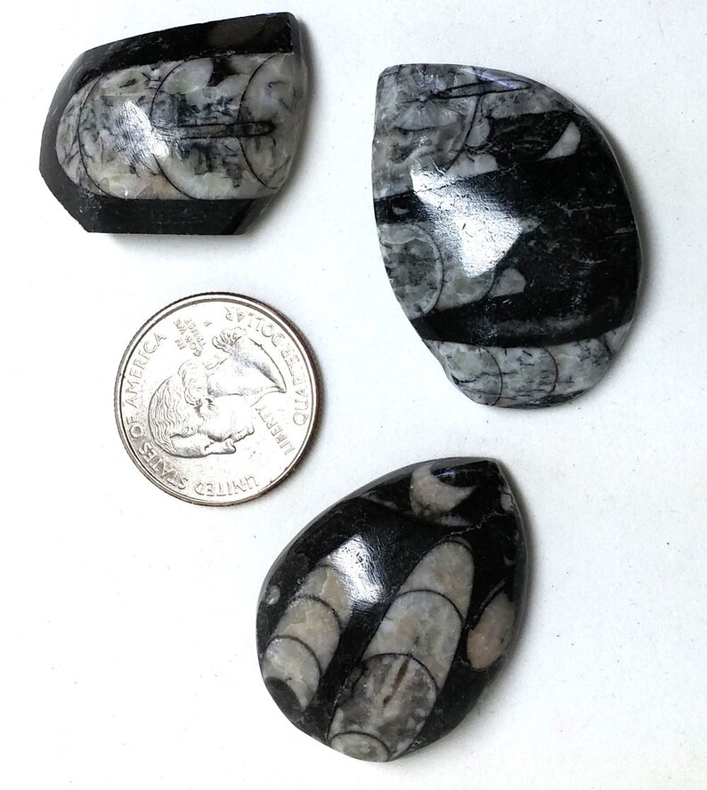 Orthoceras Fossil Cabs Set of 3 image 2