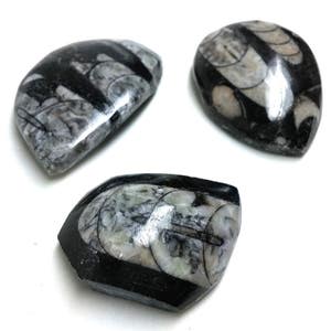 Orthoceras Fossil Cabs Set of 3 image 1