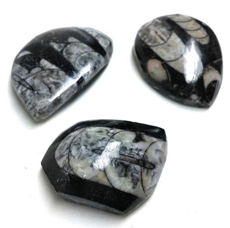 Orthoceras Fossil Cabs Set of 3 image 1