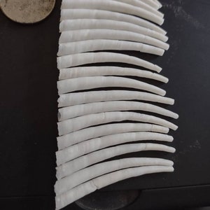 Dentalium Shell Smooth Large White Tusk Shell 1.5-2&quot; Choose 1oz, 4oz, 8oz Natural Shell Bead Native Jewelry PowWow Regalia Craft Supplies