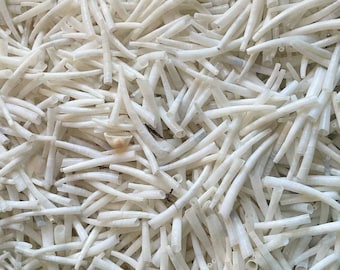 1 Kilo Dentalium Shells 1.5-2" Smooth White Tusk Shells Natural Beads Native Jewelry Supplies