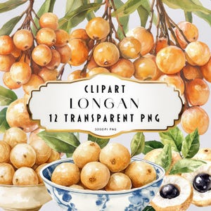 Clipart di Longan ad acquerello Clipart di frutta Clipart di frutta tropicale Clipart di frutta esotica Download immediato Uso commerciale