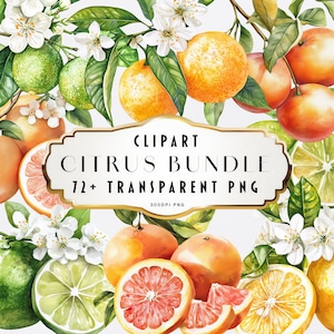 Citrus Watercolor Clipart PNG Bundle Orange Lemon Lime Yuzu Grapefruit Fruit Illustrations Tropical Instant Digital Download Commercial Use