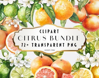 Clipart di agrumi ad acquerello PNG Bundle Arancia Limone Lime Yuzu Pompelmo Illustrazioni di frutta Tropicale Download digitale istantaneo Uso commerciale