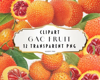 Raccolta di clipart di frutta Gac ad acquerello Momordica cochinchinensis Melone PNG Frutta esotica tropicale Illustrazioni botaniche Arte Download digitale