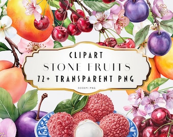 Bundle di clipart di frutta con nocciolo, acquerello, PNG, albicocca, ciliegia, prugna, pesca, mango, litchi, illustrazione di frutta estiva, sublimazione, uso commerciale