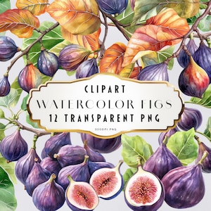 Watercolor Figs Clipart, Autumn Clip Art, Fig Fruit Clip Art Set, Fig Tree, Figs Fruit PNG, Commercial Use
