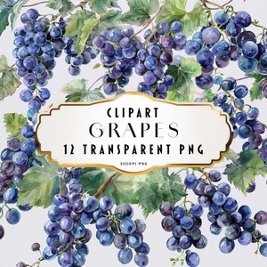May include: Watercolor clipart of 12 individual bunches of grapes, each with a different arrangement of purple grapes. The grapes are on a vine with green leaves. The image has a white background and a gold banner with the text "Clipart Grapes 12 Transparent PNG 300DPI PNG".