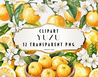Clipart di Yuzu ad acquerello, clipart di frutta estiva, clipart floreale, set di clipart di agrumi, clipart di elementi floreali PNG, download immediato per uso commerciale