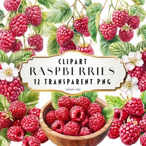 May include: Watercolor clipart of 12 red raspberries with green leaves. The image is labeled "Clipart Raspberries 12 Transparent PNG 300DPI PNG".