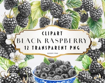 Acquerello lampone nero Clipart estate Clipart lamponi neri Clipart Set Fiori Bouquet floreali Elementi floreali Uso commerciale
