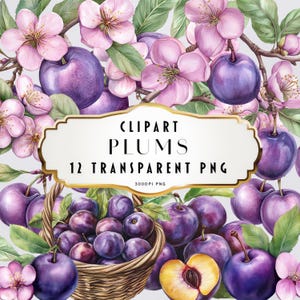 Imágenes prediseñadas de ciruelas en acuarela Imágenes prediseñadas de frutas Imágenes prediseñadas de verano Imágenes prediseñadas florales Imágenes prediseñadas de ciruelas Elementos florales Descarga instantánea Uso comercial