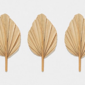 May include: Three dried palm leaves arranged in a row. Each leaf features a fan-like shape with a light tan, beige color and a central stem. The texture of the leaves is fibrous and pleated, radiating from the base to the rounded top edge.