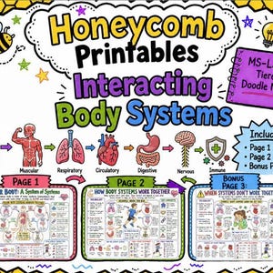 Arkusz ćwiczeń z interakcyjnymi układami ciała w szkole średniej, anatomia, szkielet, biologia człowieka, NGSS, 6 klasa, 7 klasa