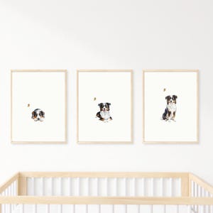 May include: Three framed prints of a black and white dog with brown markings. The dog is in different poses in each print. A small yellow bee is flying near the dog in each print.