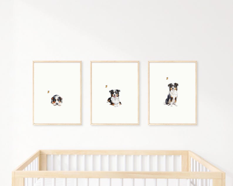 May include: Three framed prints of a black and white dog with brown markings. The dog is in different poses in each print. A small yellow bee is flying near the dog in each print.