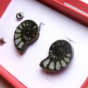 May include: A pair of fossil ammonite stud earrings. The earrings are black and white, with a spiral design. They are presented in a red box with a white interior. The earrings are small and delicate.