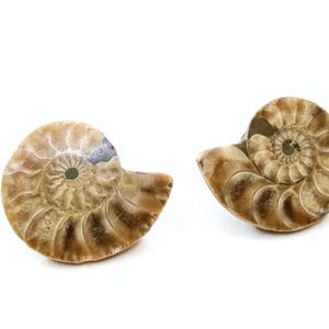 Ammonite Fossil Stud Earrings: Polished Stone Split Fossil with Gold-Plated Posts