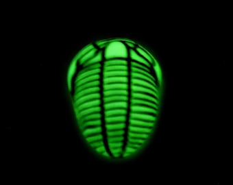 Glow in the Dark Trilobite Pendant Necklace for Men or Women, Adjustable Length
