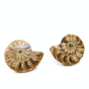 Ammonite Fossil Stud Earrings: Polished Stone Split Fossil with Gold-Plated Posts