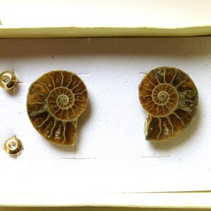 Natural Ammonite Fossil Stud Post Earrings, Polished Stone Fossils, Gift Box Included