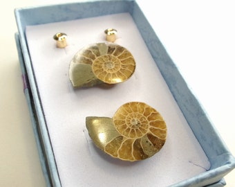 Ammonite Fossil Stud Post Earrings, Natural Stone Biology Jewelry