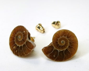 Ammonite Fossil Stud Post Earrings, Natural Stone Biology Jewelry