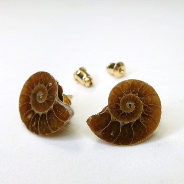 Ammonite Fossil Stud Post Earrings, Natural Stone Biology Jewelry