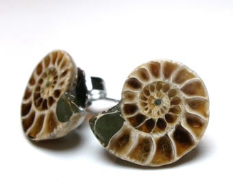 Pendientes de fósil de amonita: piedra natural pulida con fornituras de acero inoxidable - Joyería paleontológica