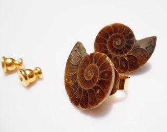 Ammonite Fossil Stud Post Earrings, Light Brown with Gray, Natural Stone Biology Jewelry