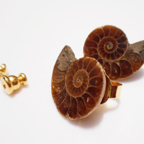 Ammonite Fossil Stud Post Earrings, Polished Natural Stone Biology Jewelry