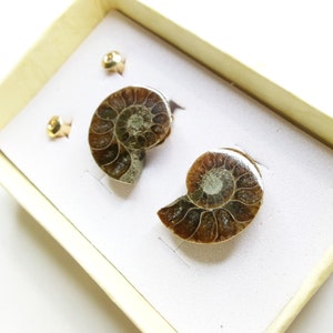 Brown and Gray Ammonite Stud Post Earrings, Genuine Fossil, Stone Biology Science Jewelry