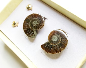 Ammonite Stud Post Earrings, Genuine Fossil, Stone Biology Jewelry