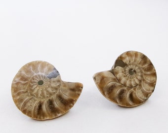 Ammonite Stone Fossil Stud Post Earrings, Split Polished Genuine Stone Fossil