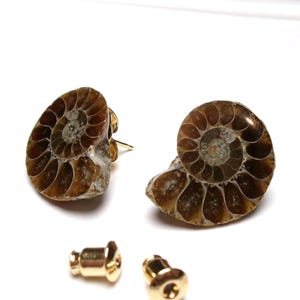 Ammonite Stud Post Earrings, Brown and Gray Natural Polished Stone with Visible Chambers, Science Jewelry, Gift Box Included